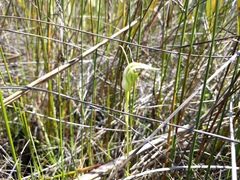 Small-flowered Greenhood (Pterostylis micromega)