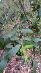 Elaeodendron australe