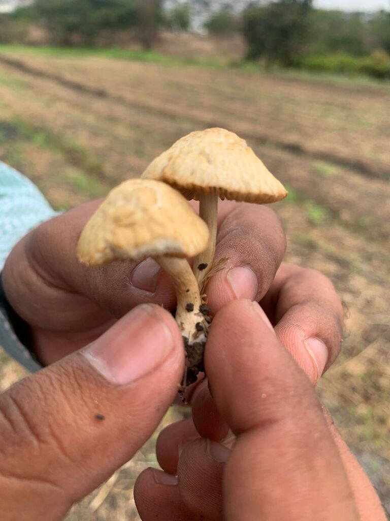 Agrocybe retigera · November 2025 · photo: © lexgo (iNaturalist, cc-by)