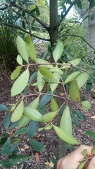 Elaeodendron australe