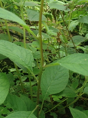 Siphocampylus argentinus