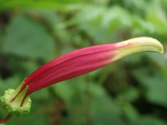 Siphocampylus argentinus