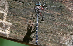 Austroaeschna atrata