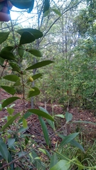 Elaeodendron australe
