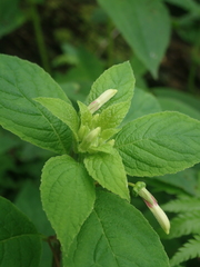 Siphocampylus argentinus