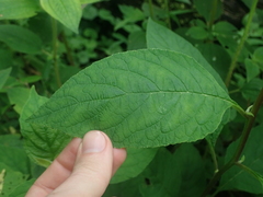 Siphocampylus argentinus