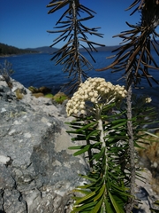 Ozothamnus costatifructus