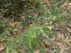 Sannantha pluriflora