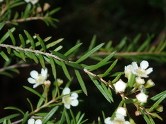 Sannantha pluriflora