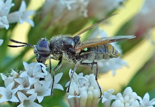 Unknown species found near North Oaks Park Pollinator Garden, Austin, TX 78753, USA