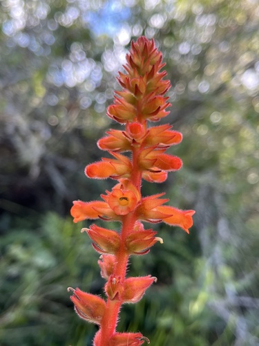 Sinningia allagophylla