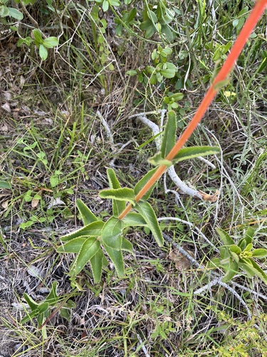 Sinningia allagophylla