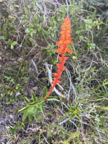 Sinningia allagophylla