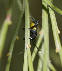 Aplerotus maculatus