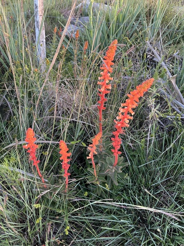 Sinningia allagophylla