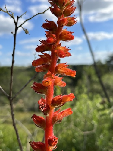 Sinningia allagophylla