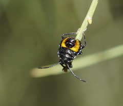 Aplerotus maculatus