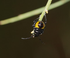 Aplerotus maculatus