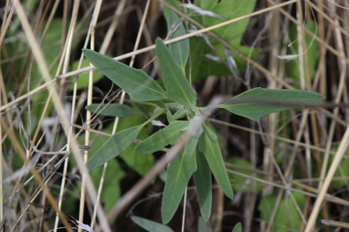 desert goosefoot (Chenopodium pratericola)