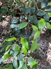 Ilex goshiensis