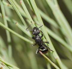 Polyrhachis phryne