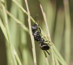 Polyrhachis phryne