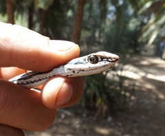 Masticophis bilineatus