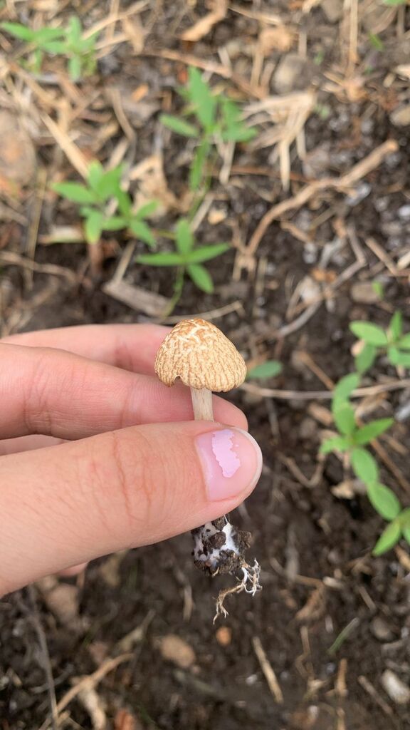 Agrocybe retigera · November 2025 · photo: © lexgo (iNaturalist, cc-by)