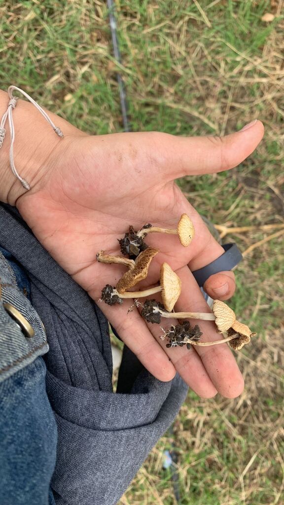 Agrocybe retigera · November 2025 · photo: © lexgo (iNaturalist, cc-by)