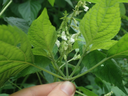 Image of Salvia alba by (c) Nolan Exe, some rights reserved (CC BY)