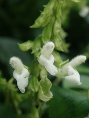 Salvia alba