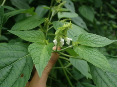 Salvia alba
