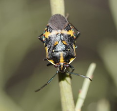 Aplerotus maculatus