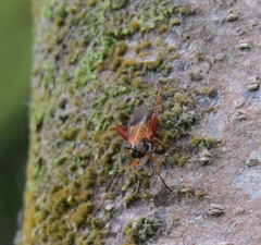 Benhamyia apicalis
