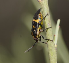 Aplerotus maculatus