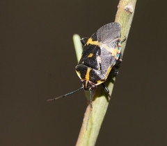 Aplerotus maculatus