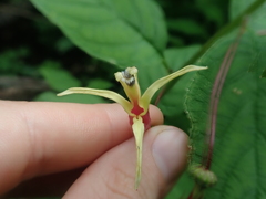 Siphocampylus argentinus