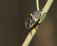 Aplerotus maculatus