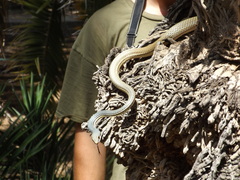 Masticophis bilineatus