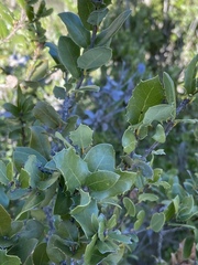 Quercus cedrosensis