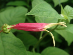 Siphocampylus argentinus