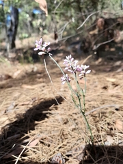 Comesperma virgatum