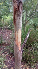Eucalyptus propinqua