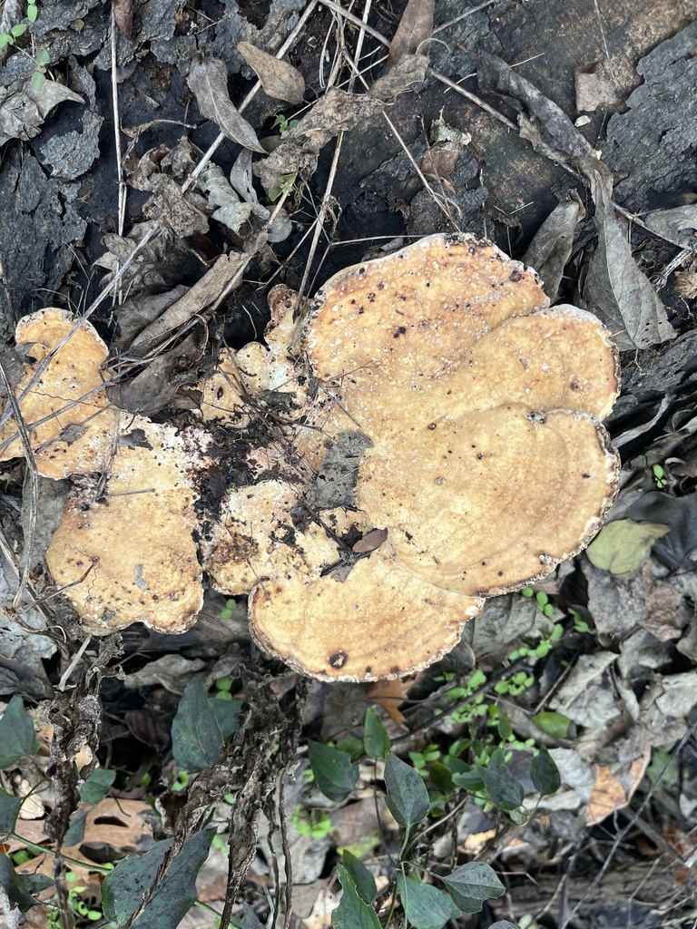 Trametes aesculi · November 2025 · photo: © loganstecker (iNaturalist, cc0)