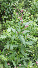 Persicaria maculosa