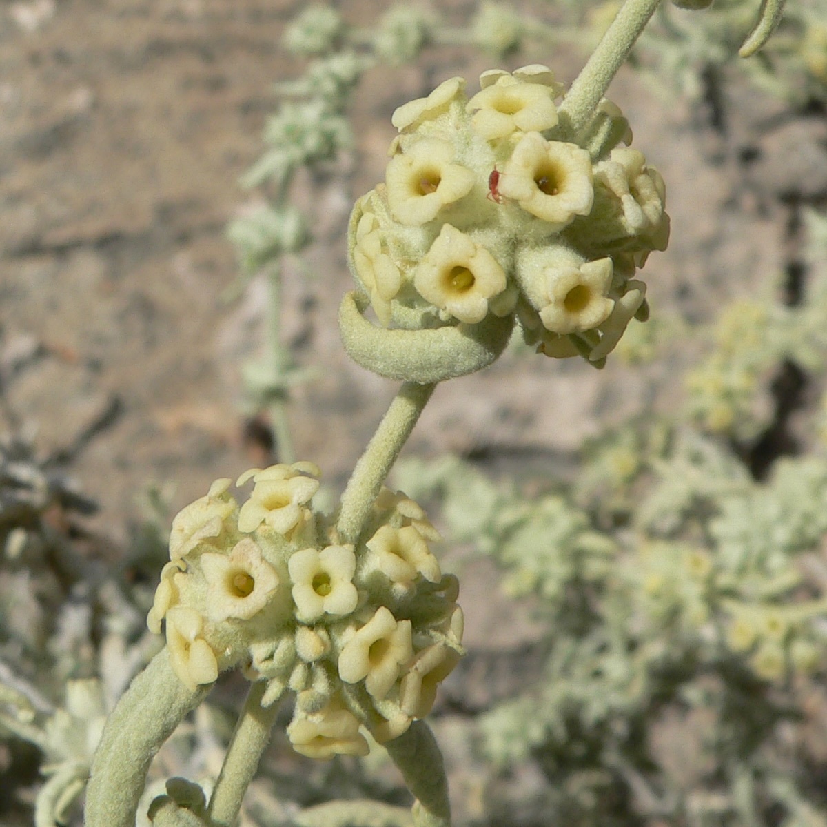 Buddleja utahensis