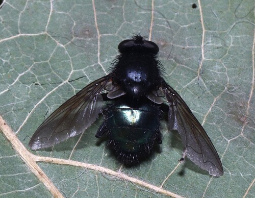 Unknown species found near Jonesboro, Craighead Co., AR, USA