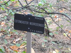 Cotoneaster nebrodensis
