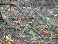 Cotoneaster nebrodensis