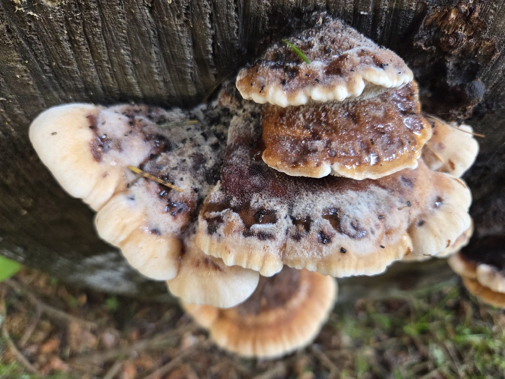 Amylocystis lapponica · November 2025 · photo: © mandymushii (iNaturalist, cc-by)